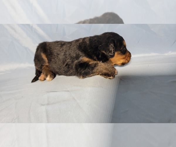 Medium Photo #3 Golden Mountain Dog Puppy For Sale in BLACK FOREST, CO, USA