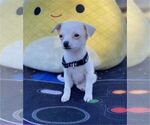 Small #5 Chihuahua