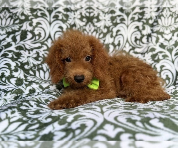 Medium Photo #3 Cock-A-Poo Puppy For Sale in LAKELAND, FL, USA