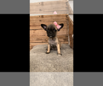 Small Photo #2 French Bullhuahua-Pug Mix Puppy For Sale in PARIS, TX, USA