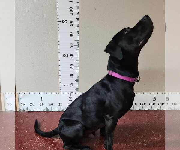 Medium Photo #32 American Pit Bull Terrier-Unknown Mix Puppy For Sale in Fargo, ND, USA