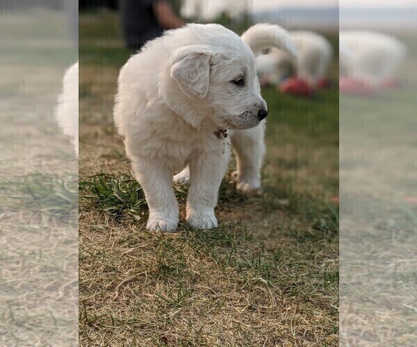 Medium Photo #8 Great Pyrenees Puppy For Sale in FALCON, CO, USA
