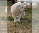 Small Photo #8 Great Pyrenees Puppy For Sale in FALCON, CO, USA