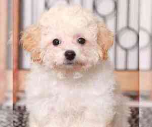 Poochon Puppy for sale in NAPLES, FL, USA