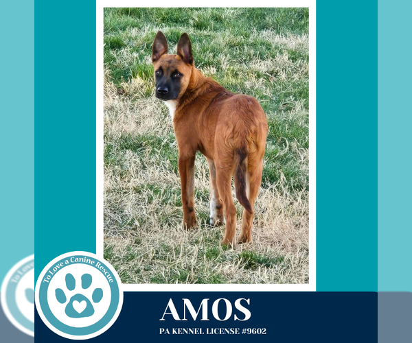 Medium Photo #4 Mutt Puppy For Sale in Kimberton, PA, USA