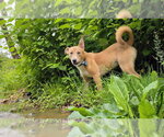 Small #5 Mutt