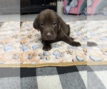 Image preview for Ad Listing. Nickname: Chocolate Labs