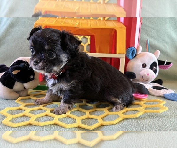 Medium Photo #3 Chihuahua Puppy For Sale in NEWVILLE, PA, USA