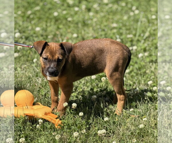 Medium Photo #2 Labrador Retriever-Unknown Mix Puppy For Sale in Yardley, PA, USA
