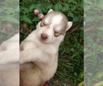Small #10 Siberian Husky