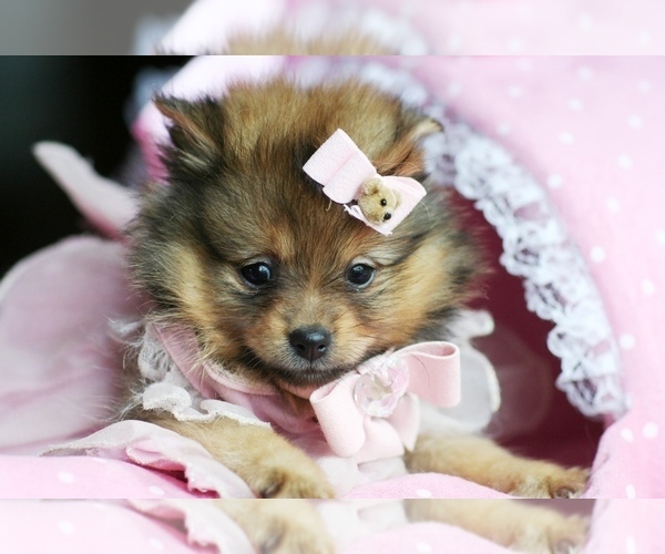 Medium Photo #5 Pomeranian Puppy For Sale in PEMBROKE PINES, FL, USA