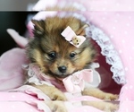 Small Photo #5 Pomeranian Puppy For Sale in PEMBROKE PINES, FL, USA