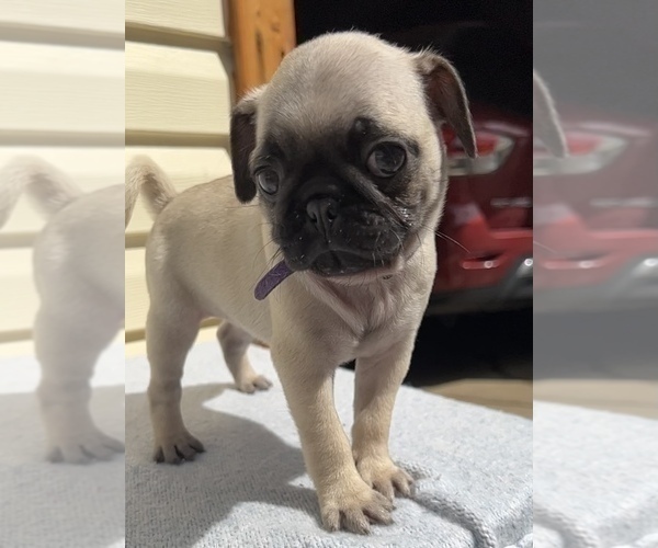 Medium Photo #5 Pug Puppy For Sale in CHICAGO, IL, USA