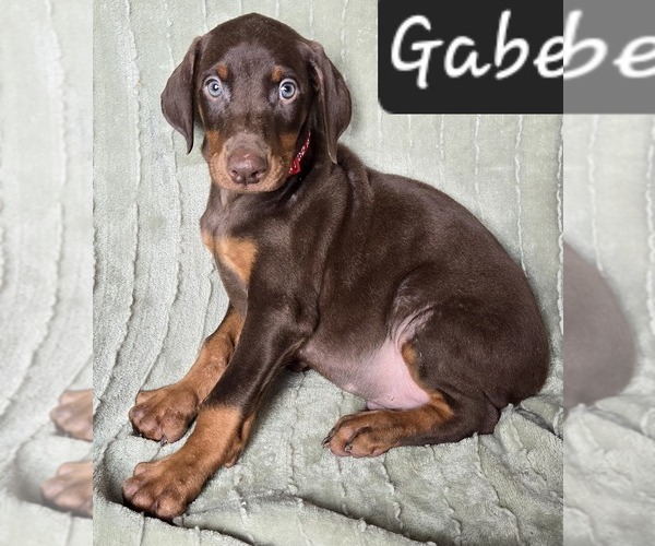 Medium Photo #1 Doberman Pinscher Puppy For Sale in POMEROY, OH, USA