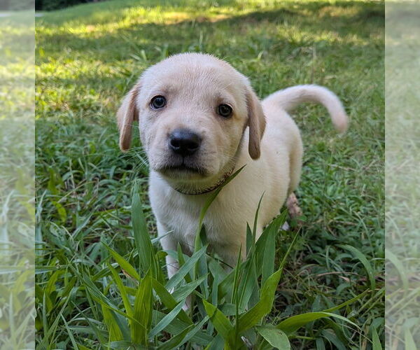 Medium Photo #1 Golden Retriever-Unknown Mix Puppy For Sale in Vail, AZ, USA