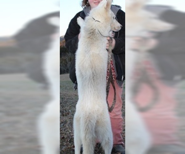 Medium Photo #12 Wolf Hybrid Puppy For Sale in POWELL, TN, USA