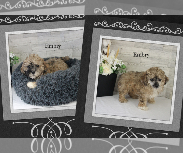 Medium Photo #14 Poodle (Miniature) Puppy For Sale in CHANUTE, KS, USA