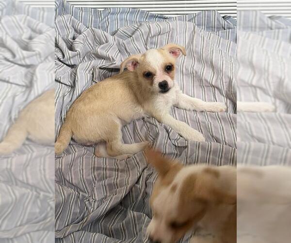 Medium Photo #1 Malchi Puppy For Sale in Hewitt, NJ, USA