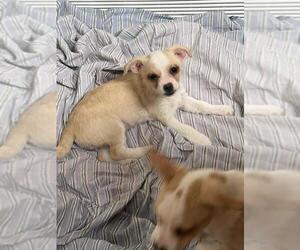 Malchi Dogs for adoption in Hewitt, NJ, USA