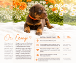 Puppy Orange Doberman Pinscher