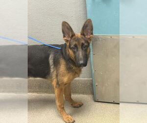 German Shepherd Dog-Unknown Mix Dogs for adoption in Las Vegas, NV, USA