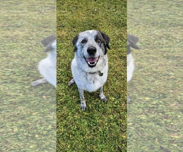 Medium Photo #13 Pyrenees Catahoula Puppy For Sale in Bend, OR, USA