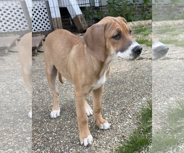 Medium Photo #11 Mutt Puppy For Sale in Holly Springs, NC, USA