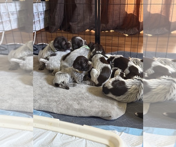 Medium Photo #8 Wirehaired Pointing Griffon Puppy For Sale in CADYVILLE, NY, USA