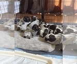 Litter of 12 - Male(s) and Female(s) Wirehaired Pointing GriffonLitter of Puppies for Sale - Photo #8