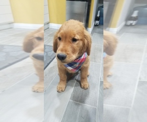 Golden Retriever Puppy for sale in IRVINE, CA, USA
