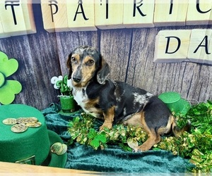 Dachshund Puppy for Sale in CASSVILLE, Missouri USA