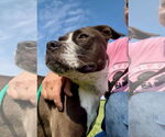 Small #1 American Pit Bull Terrier Mix