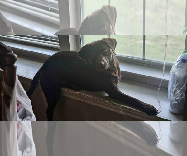 Medium Photo #3 Labrador Retriever Puppy For Sale in Fort Worth, TX, USA