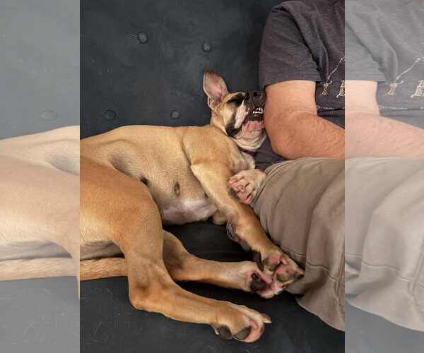 Medium Photo #4 Boxer Puppy For Sale in Rockville, MD, USA