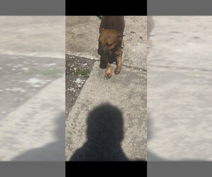 Chihuahua-Unknown Mix Dogs for adoption in Palmetto, FL, USA