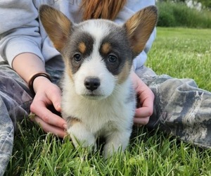 Pembroke Welsh Corgi Puppy for sale in MILTON, WI, USA