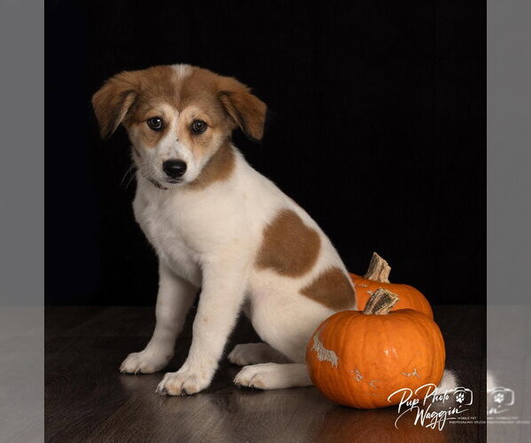Medium Photo #1 Great Pyrenees-Unknown Mix Puppy For Sale in Claremore, OK, USA