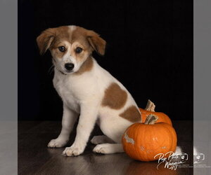 Great Pyrenees-Unknown Mix Dogs for adoption in Claremore, OK, USA
