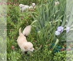 Small #17 English Cream Golden Retriever