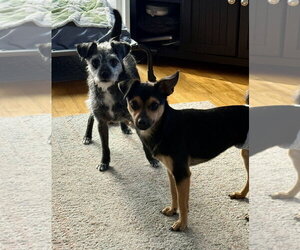 Guenther - Female Chihuahua Dog for Adoption - Photo #7