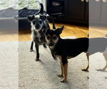 Small Photo #7 Chihuahua Puppy For Sale in Sandy, UT, USA