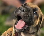 Small Photo #4 Cane Corso Puppy For Sale in BANGS, TX, USA