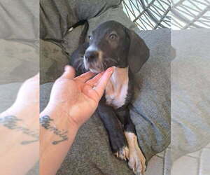 Great Dane Puppy for sale in KAUFMAN, TX, USA