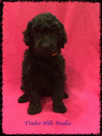 Medium Photo #1 Poodle (Standard) Puppy For Sale in OOLOGAH, OK, USA