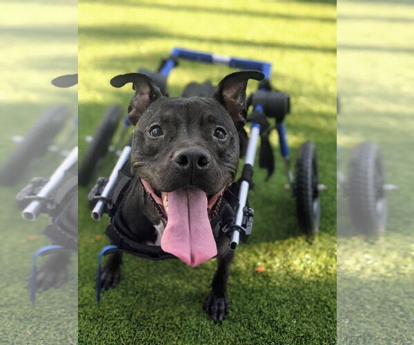 Medium Photo #9 Mutt Puppy For Sale in Pompano Beach , FL, USA