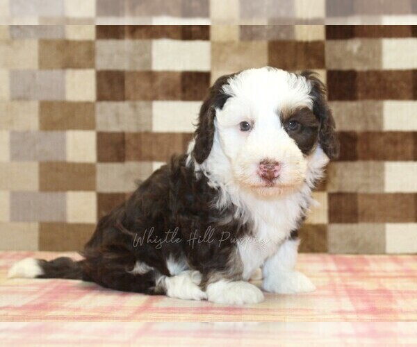 Medium Photo #8 Bernedoodle (Miniature) Puppy For Sale in DENVER, PA, USA