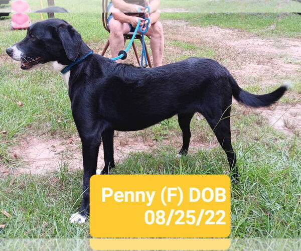 Medium Photo #1 Mutt Puppy For Sale in Farmerville, LA, USA