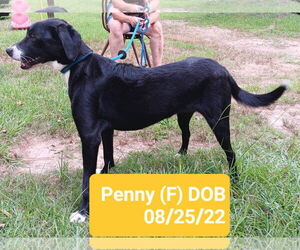 Mutt Dogs for adoption in Farmerville, LA, USA