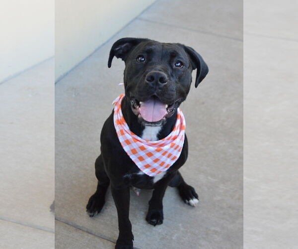Medium Photo #2 Labrador Retriever-Unknown Mix Puppy For Sale in McKinney, TX, USA