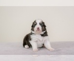 Small Photo #1 Australian Shepherd Puppy For Sale in LA RUE, OH, USA